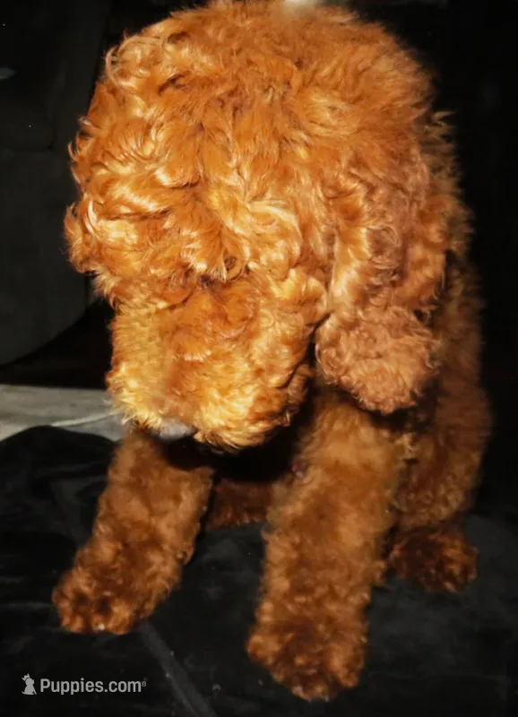 Emery – Goldendoodle puppy for sale in Friendswood, TX