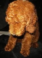 Emery, a female Goldendoodle for sale in Friendswood, TX – 1 of 4