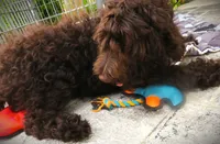 Chocolate, a female Goldendoodle for sale in Friendswood, TX – 4 of 7