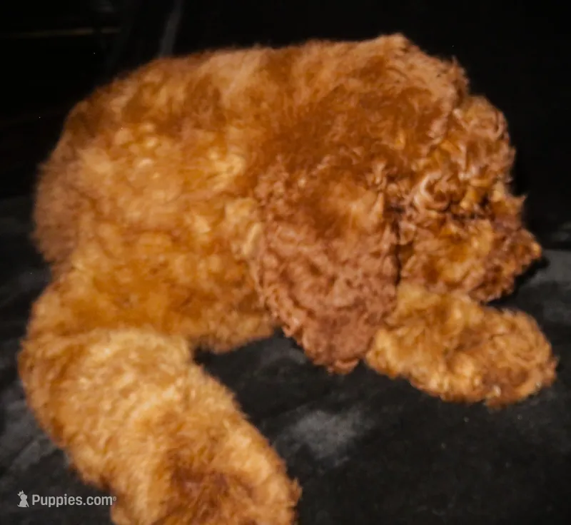 Brooklyn – Goldendoodle puppy for sale in Friendswood, TX