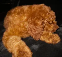 Brooklyn, a female Goldendoodle for sale in Friendswood, TX – 1 of 4