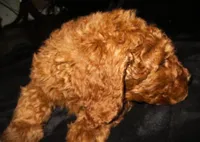 Rowan, a male Goldendoodle for sale in Friendswood, TX – 10 of 10