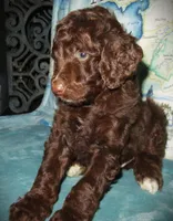 Chocolate, a female Goldendoodle for sale in Friendswood, TX – Photo 1 of 6