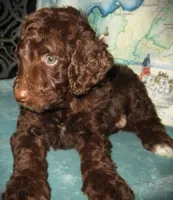 Chocolate, a female Goldendoodle for sale in Friendswood, TX – Photo 6 of 6