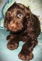 Chocolate, a female Goldendoodle for sale in Friendswood, TX – Photo 3 of 6