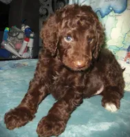 Chocolate, a female Goldendoodle for sale in Friendswood, TX – Photo 2 of 6
