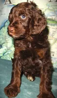 Chocolate, a female Goldendoodle for sale in Friendswood, TX – Photo 4 of 6