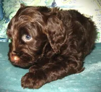 Chocolate, a female Goldendoodle for sale in Friendswood, TX – Photo 5 of 6