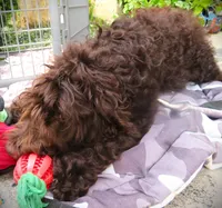 Chocolate, a female Goldendoodle for sale in Friendswood, TX – 2 of 7