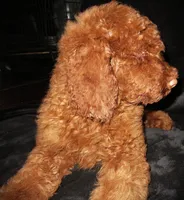 Rowan, a male Goldendoodle for sale in Friendswood, TX – 7 of 10