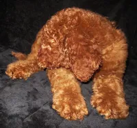 Brooklyn, a female Goldendoodle for sale in Friendswood, TX – 4 of 4