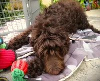 Chocolate, a female Goldendoodle for sale in Friendswood, TX – 6 of 7