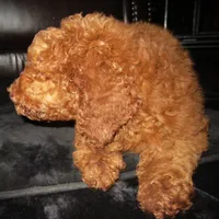 Rowan, a male Goldendoodle for sale in Friendswood, TX – 8 of 10