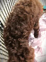 Chocolate, a female Goldendoodle for sale in Friendswood, TX – 3 of 7