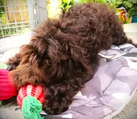 Chocolate, a female Goldendoodle for sale in Friendswood, TX – 7 of 7