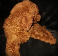 Red, a male Goldendoodle for sale in Friendswood, TX – 3 of 5
