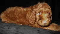 Memphis, a male Goldendoodle for sale in Friendswood, TX – 3 of 3