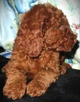 Rowan, a female Goldendoodle for sale in Friendswood, TX – Photo 3 of 7