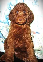 Rowan, a female Goldendoodle for sale in Friendswood, TX – Photo 2 of 7