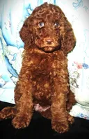 Rowan, a female Goldendoodle for sale in Friendswood, TX – Photo 4 of 7