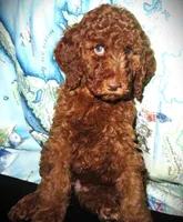 Rowan, a female Goldendoodle for sale in Friendswood, TX – Photo 1 of 7