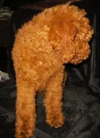 Emery, a female Goldendoodle for sale in Friendswood, TX – 3 of 4