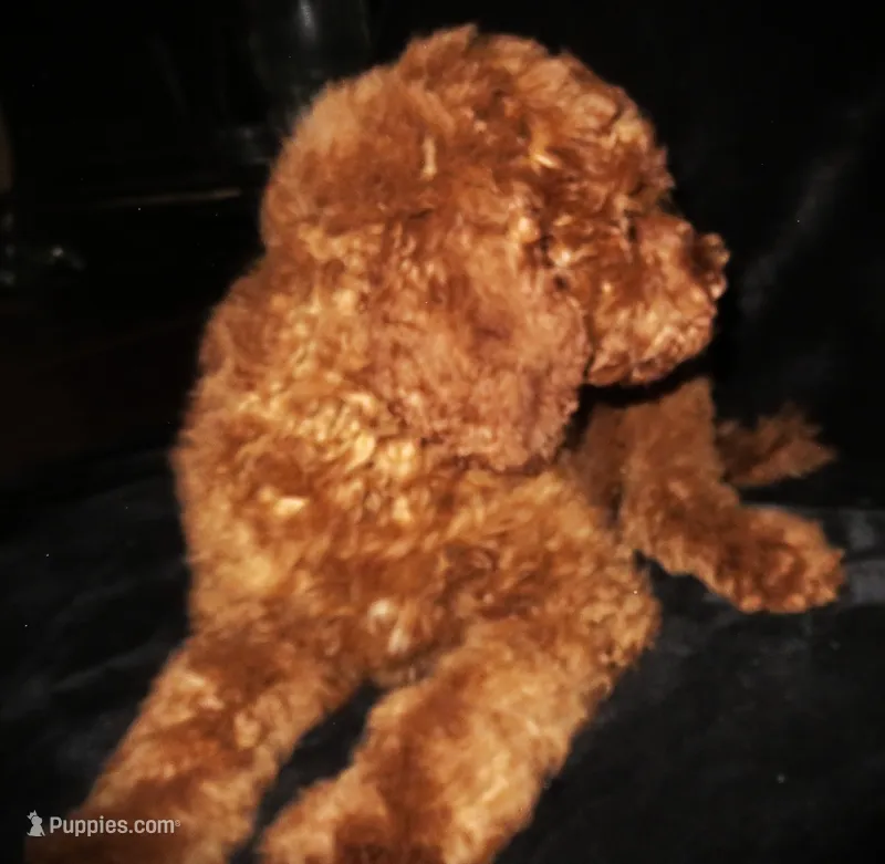 Red – Goldendoodle puppy for sale in Friendswood, TX
