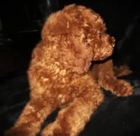 Red, a male Goldendoodle for sale in Friendswood, TX – 1 of 5