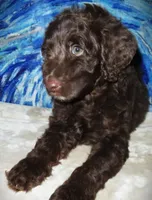 Luna, a female Goldendoodle for sale in Friendswood, TX – Photo 1 of 2