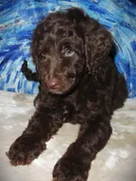 Luna, a female Goldendoodle for sale in Friendswood, TX – Photo 2 of 2