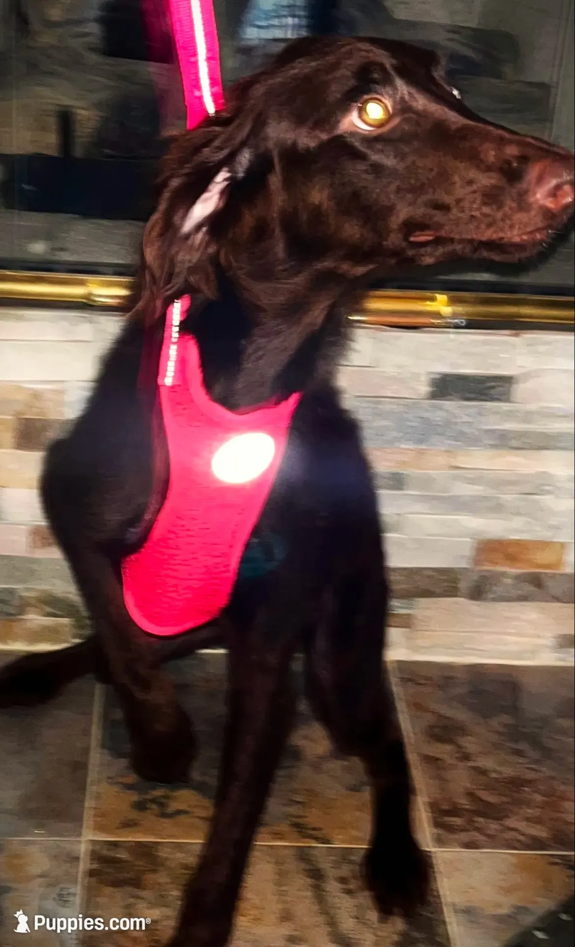 Cocoa, a female Goldendoodle for sale in Friendswood, TX – 2 of 2