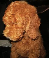 Emery, a female Goldendoodle for sale in Friendswood, TX – 4 of 4