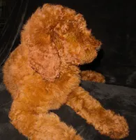 Rowan, a male Goldendoodle for sale in Friendswood, TX – 9 of 10