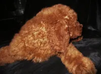 Brooklyn, a female Goldendoodle for sale in Friendswood, TX – 3 of 4