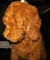 Jude, a male Goldendoodle for sale in Friendswood, TX – Photo 5 of 6