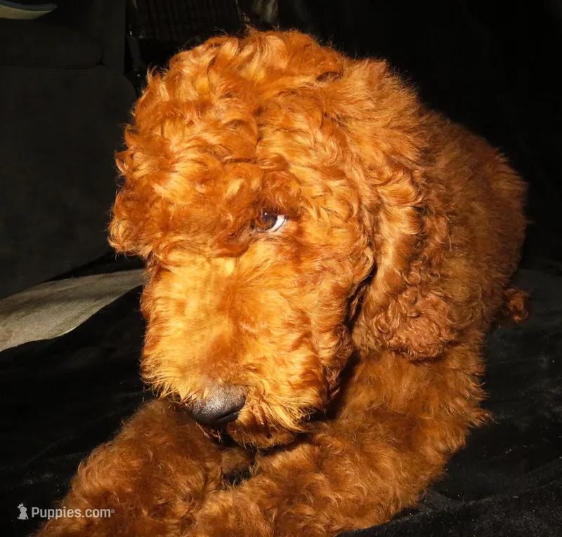 Jude – Goldendoodle puppy for sale in Friendswood, TX