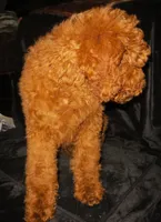 Jude, a male Goldendoodle for sale in Friendswood, TX – Photo 2 of 6