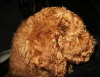 Jude, a male Goldendoodle for sale in Friendswood, TX – Photo 6 of 6