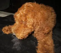 Jude, a male Goldendoodle for sale in Friendswood, TX – Photo 4 of 6