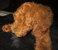 Emery, a female Goldendoodle for sale in Friendswood, TX – 2 of 4