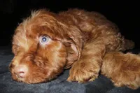 Memphis, a male Goldendoodle for sale in Friendswood, TX – 2 of 3