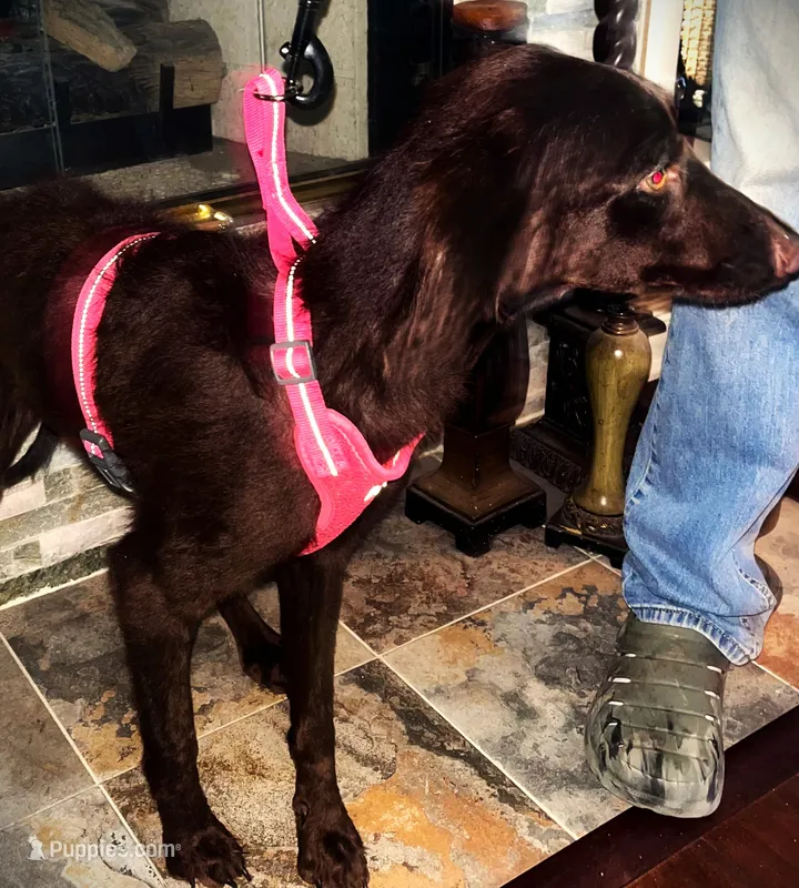 Cocoa – Goldendoodle puppy for sale in Friendswood, TX