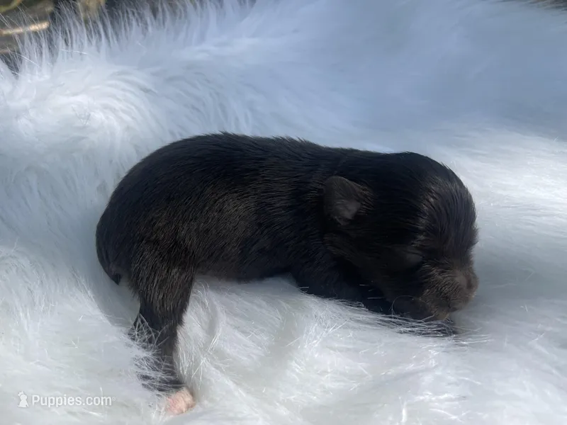 Pete/HOLD – Miniature Schnauzer puppy for sale in Harrison, AR