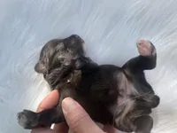 Pete/HOLD, a male Miniature Schnauzer for sale in Harrison, AR – 4 of 5