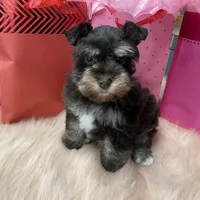 Cupid, a male Miniature Schnauzer for sale in Harrison, AR – Photo 5 of 5