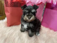 Cupid, a male Miniature Schnauzer for sale in Harrison, AR – Photo 5 of 5