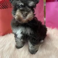 Cupid, a male Miniature Schnauzer for sale in Harrison, AR – Photo 2 of 5