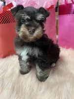 Cupid, a male Miniature Schnauzer for sale in Harrison, AR – Photo 4 of 5