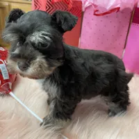 Cupid, a male Miniature Schnauzer for sale in Harrison, AR – Photo 4 of 5