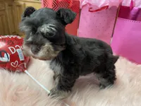 Cupid, a male Miniature Schnauzer for sale in Harrison, AR – Photo 3 of 5